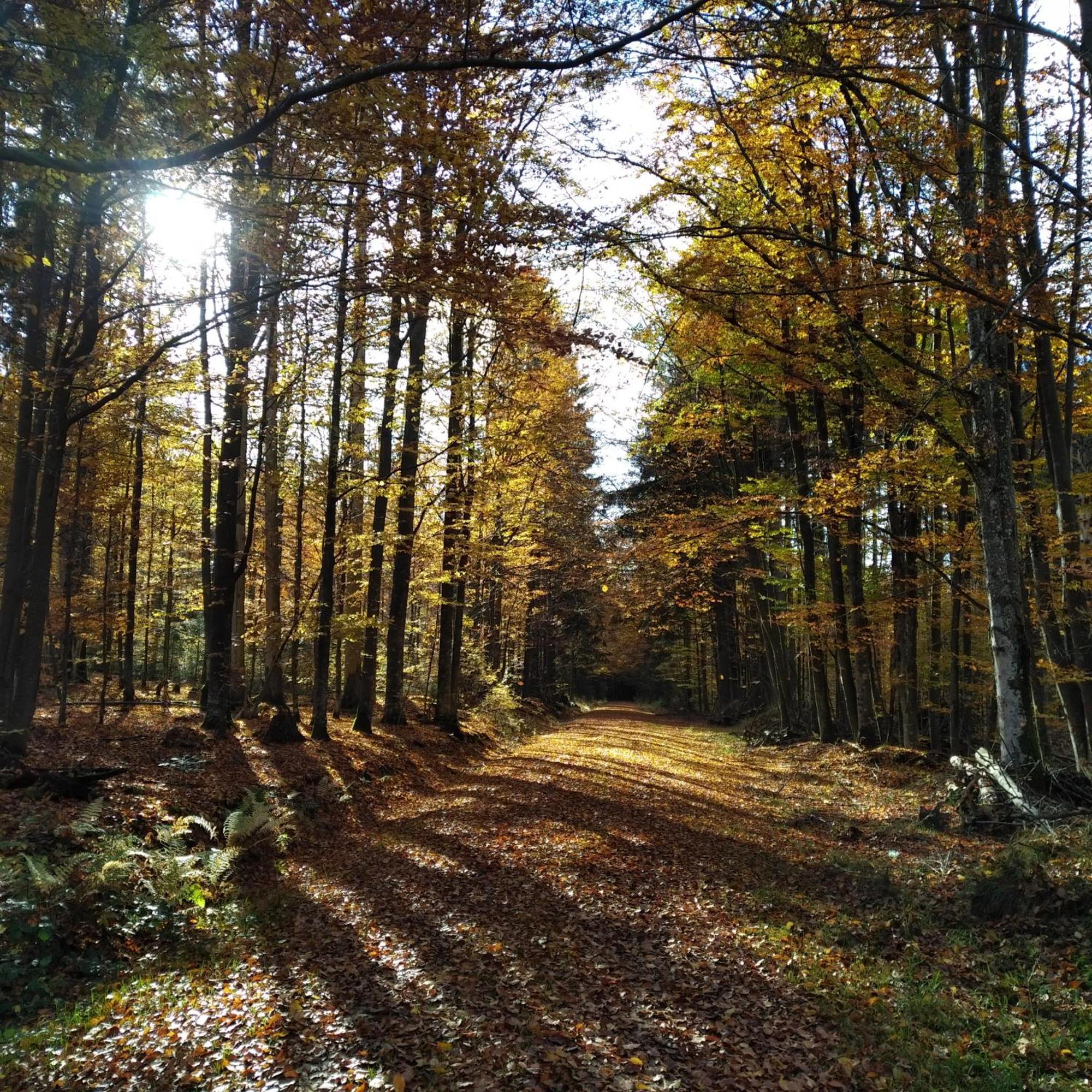 Haus Jaegerfleck, Ihre Ferienwohnungen Am Nationalpark Bayerischer Wald Spiegelau Bagian luar foto